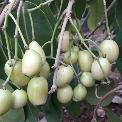 Indian Jamun - White - Syzygium cumini Fruit Plant