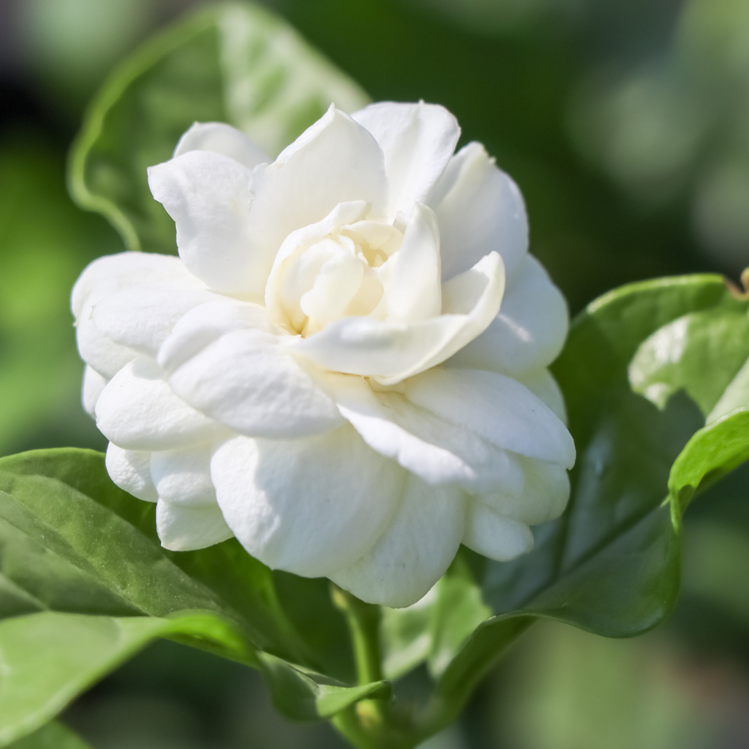 Jasmine - Arabian Double Jasmine - Hybrid Flower Plant