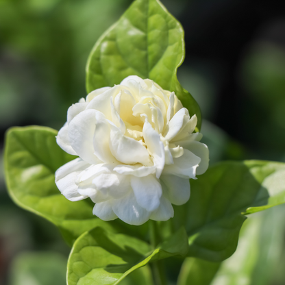 Jasmine - Arabian Double Jasmine - Hybrid Flower Plant