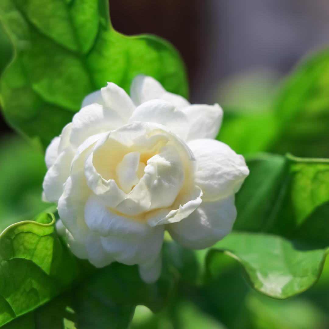 Jasmine - Arabian Double Jasmine - Hybrid Flower Plant