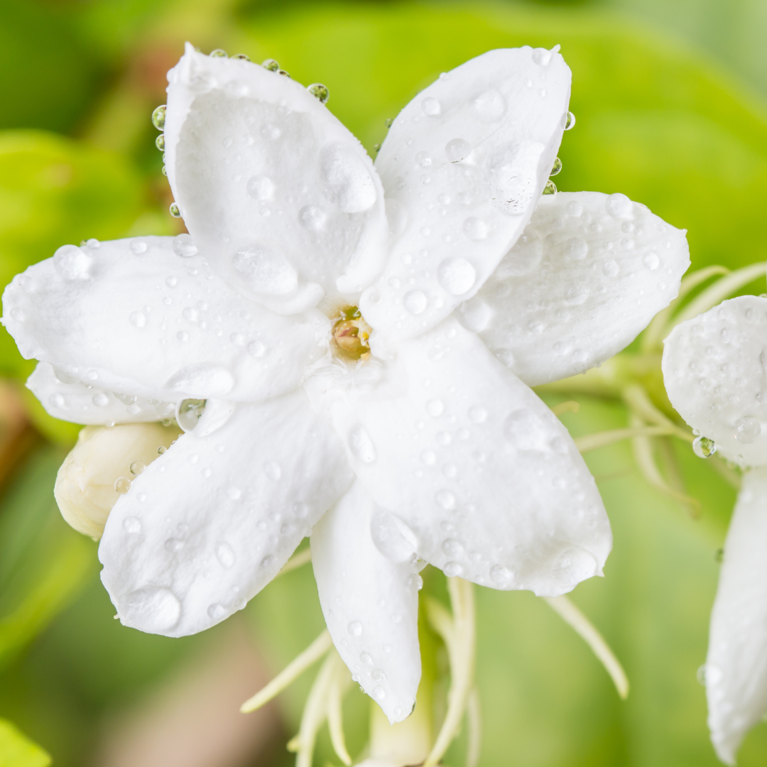 Jasmine - Common Jasmine - Hybrid Flower Plant