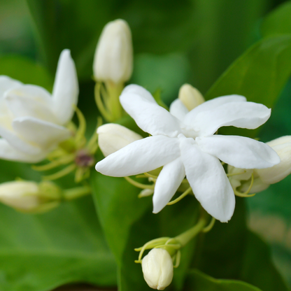 Jasmine - Common Jasmine - Hybrid Flower Plant