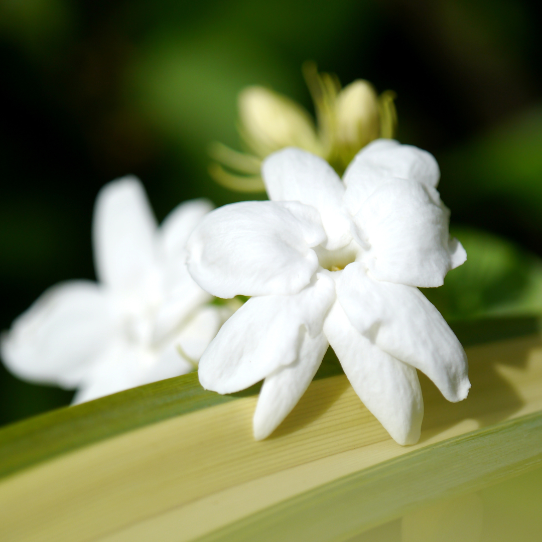 Jasmine - Common Jasmine - Hybrid Flower Plant