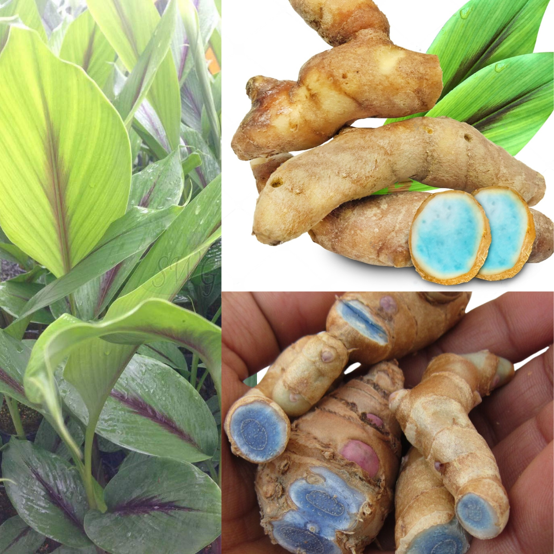 Black Turmeric - KariManjal - Curcuma caesia - 5 Rhizomes