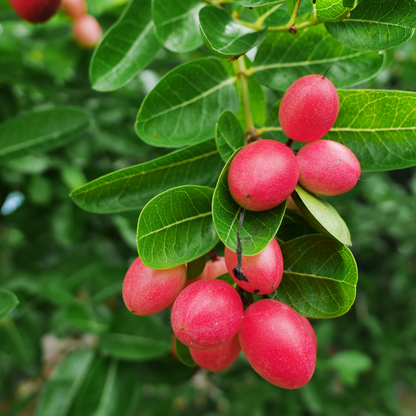 Karonda Cherry - Red - Hybrid Fruit Plant