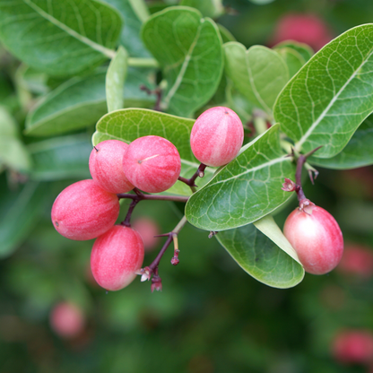 Karonda Cherry - Red - Hybrid Fruit Plant