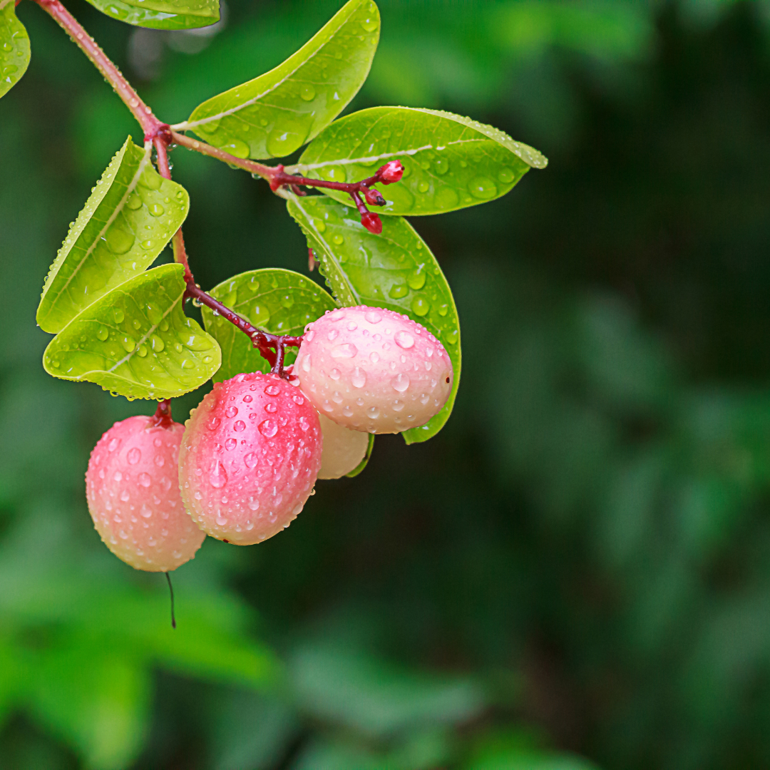 Karonda Cherry - Red - Hybrid Fruit Plant