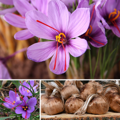 Kashmir Saffron - Crocus sativus - 5 Corms / Bulbs