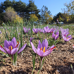 Kashmir Saffron - Crocus sativus - 5 Corms / Bulbs