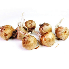Kashmir Saffron - Crocus sativus - 5 Corms / Bulbs