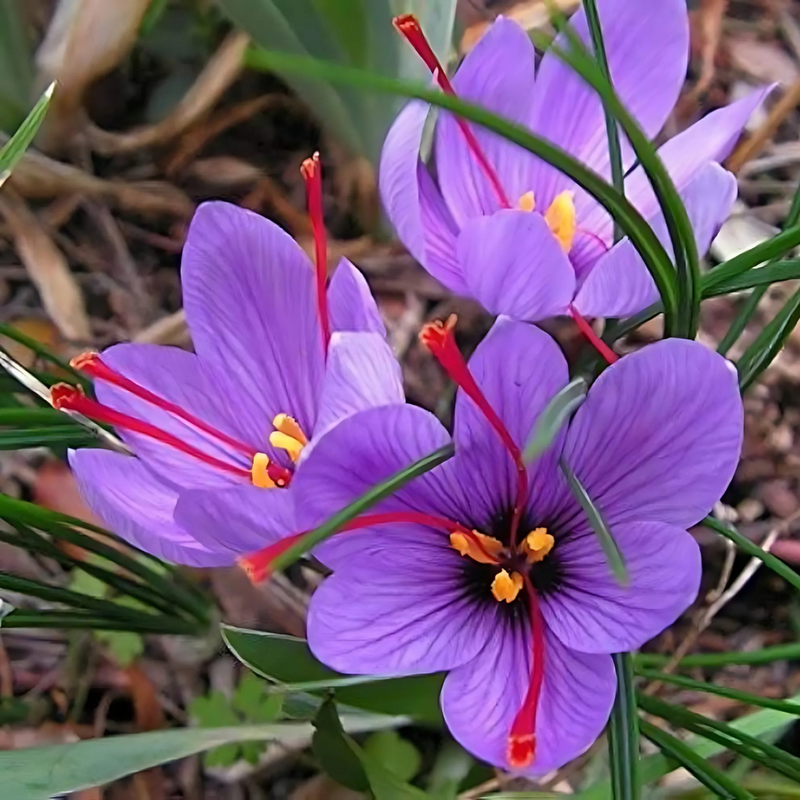 Kashmir Saffron - Crocus sativus - 5 Corms / Bulbs