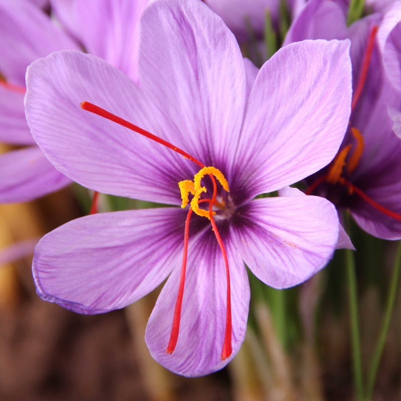 Kashmir Saffron - Crocus sativus - 5 Corms / Bulbs