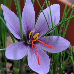 Kashmir Saffron - Crocus sativus - 5 Corms / Bulbs