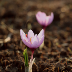 Kashmir Saffron - Crocus sativus - 5 Corms / Bulbs