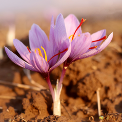 Kashmir Saffron - Crocus sativus - 5 Corms / Bulbs