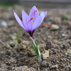 Kashmir Saffron - Crocus sativus - 5 Corms / Bulbs