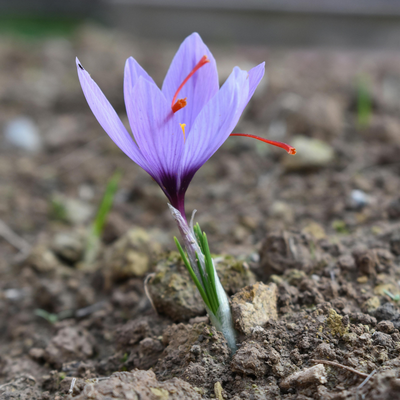 Kashmir Saffron - Crocus sativus - 5 Corms / Bulbs