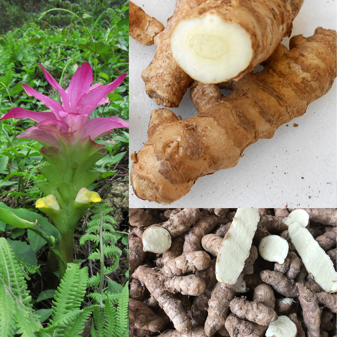 Wild Turmeric - Kasthuri Manjal - Curcuma Aromatica - 5 Rhizomes