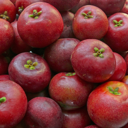 Kokum  - Garcinia indica Fruit Plant