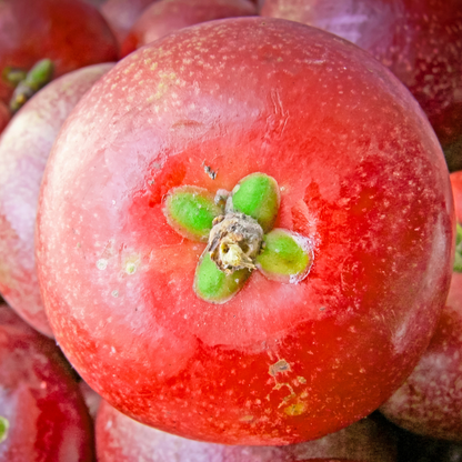 Kokum  - Garcinia indica Fruit Plant