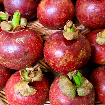 Kokum  - Garcinia indica Fruit Plant