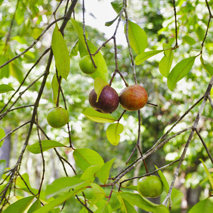 Kokum  - Garcinia indica Fruit Plant