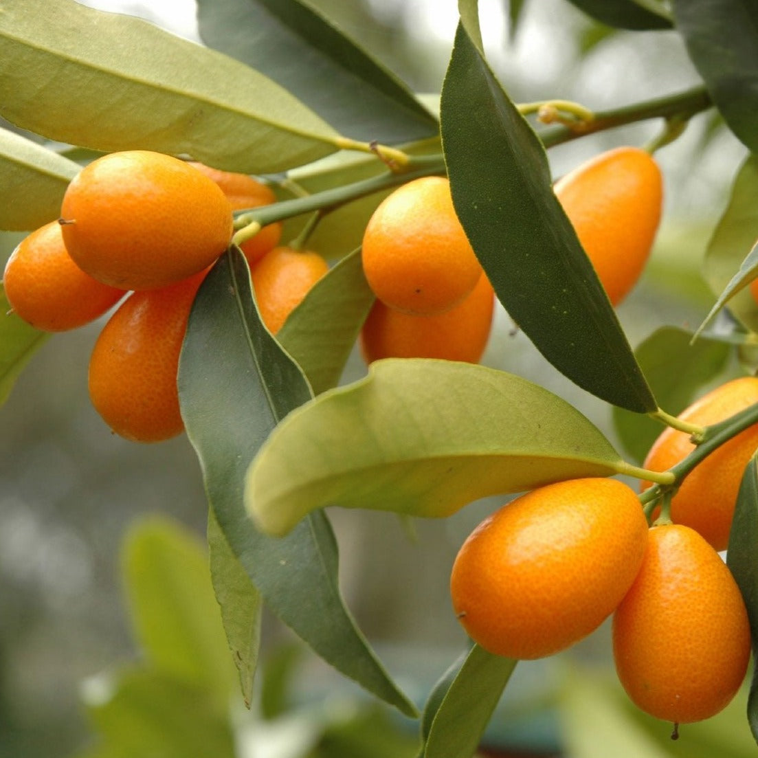 Israel Kumquat Orange - Fruit Plant