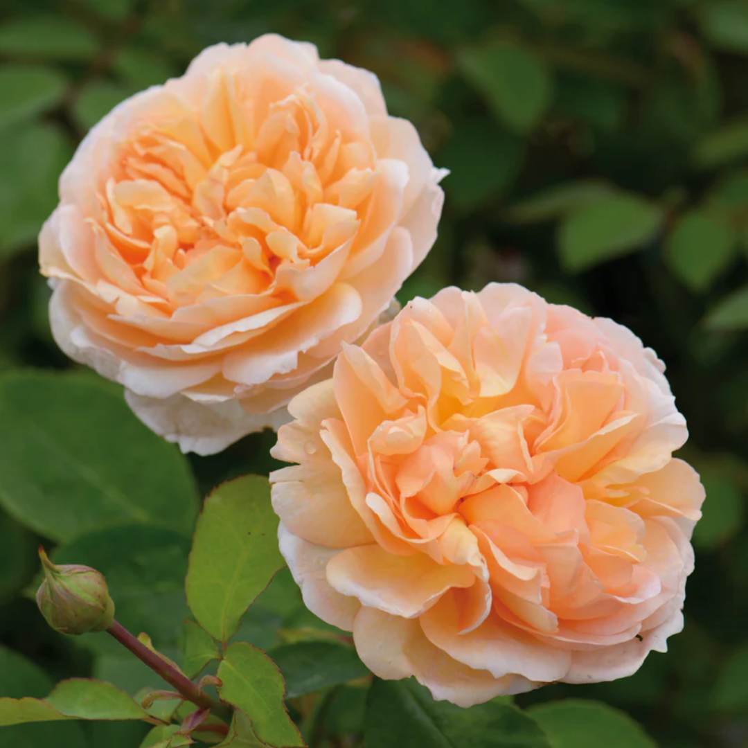 Rose - Lady Gardener - Hybrid Flower Plant