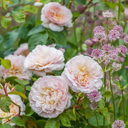 Rose - Light Shade - Hybrid Flower Plant