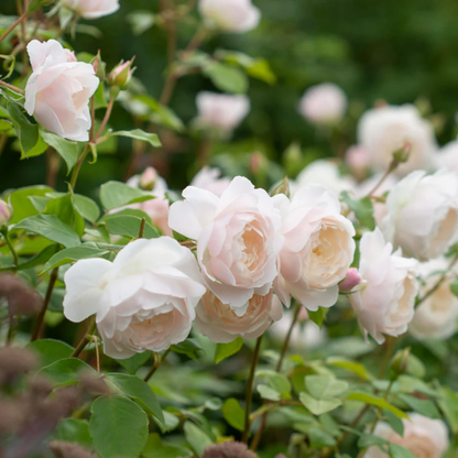 Rose - Little Bloom - Hybrid Flower Plant