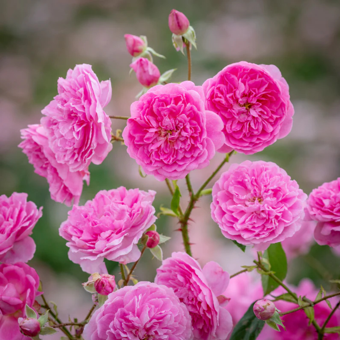 Rose - Little Pink - Hybrid Flower Plant