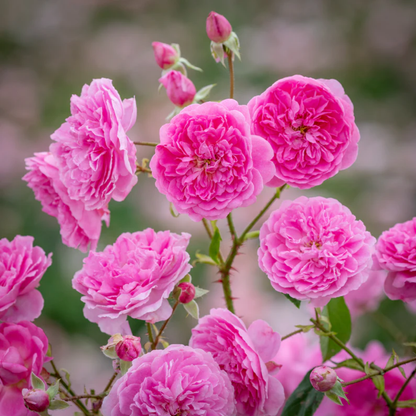 Rose - Little Pink - Hybrid Flower Plant