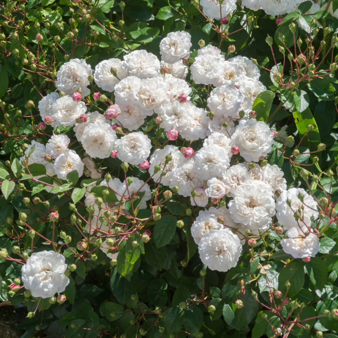 Rose - Little White Pet - Hybrid Flower Plant