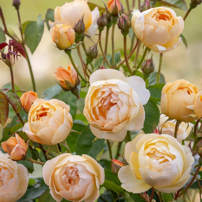 Rose - Lotus Bud - Hybrid Flower Plant