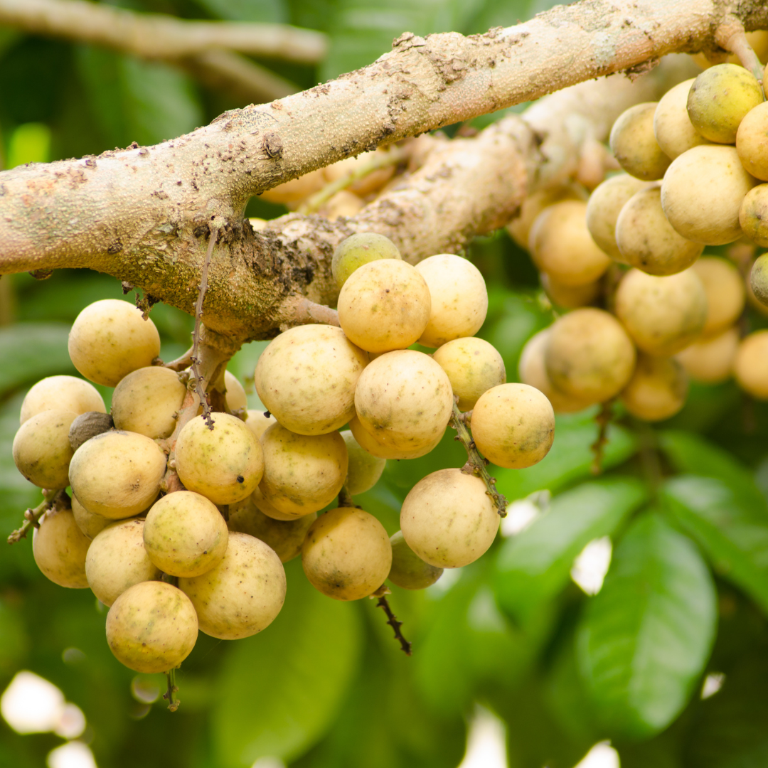 Langsat / Duku - Lansium domesticum - Fruit Plant