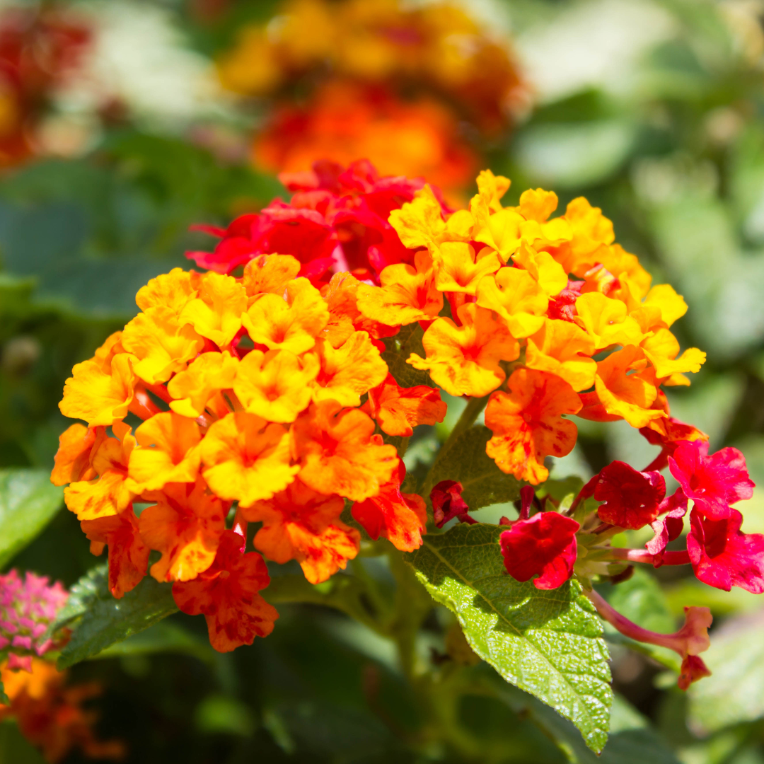 Lantana - Red Flame - 30 Flower Seeds