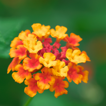 Lantana - Red Flame - 30 Flower Seeds