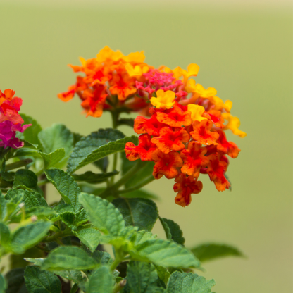 Lantana - Red Flame - 30 Flower Seeds