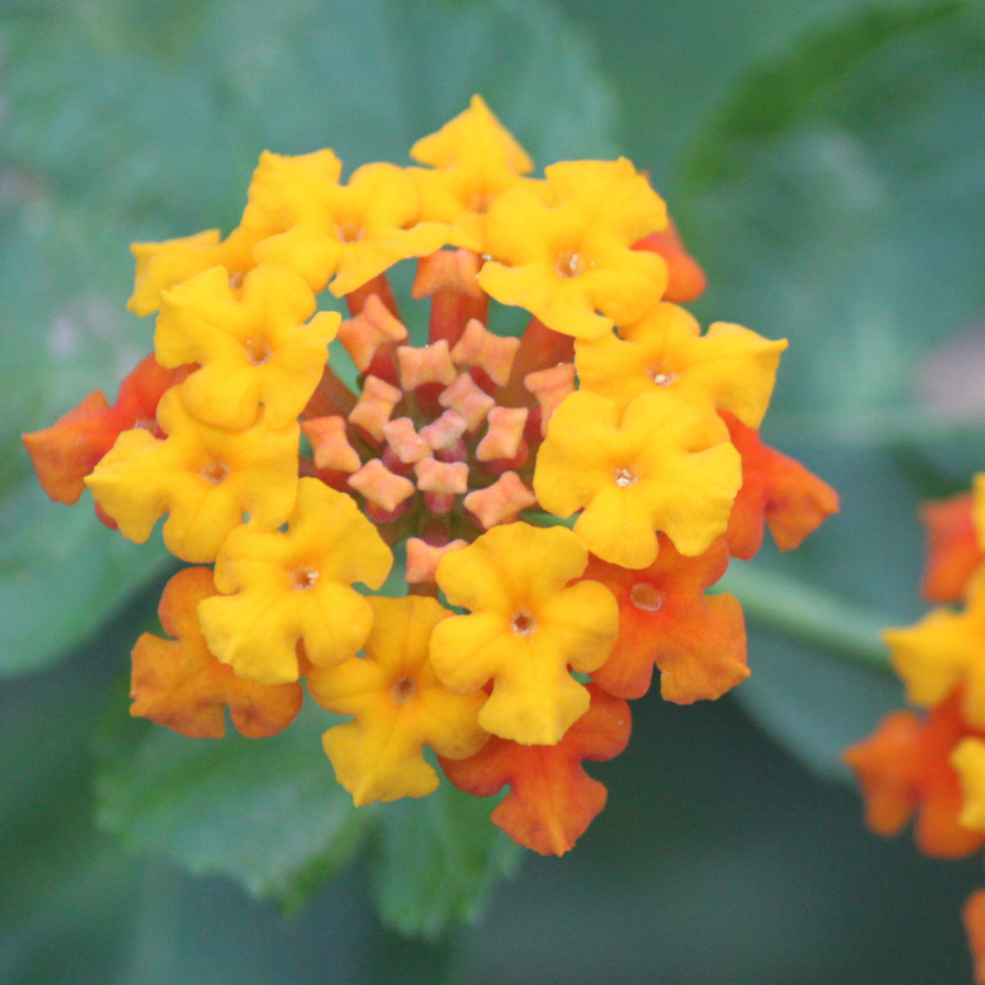 Lantana - Yellow Flame - 30 Flower Seeds