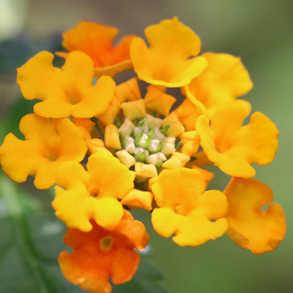 Lantana - Yellow Flame - 30 Flower Seeds