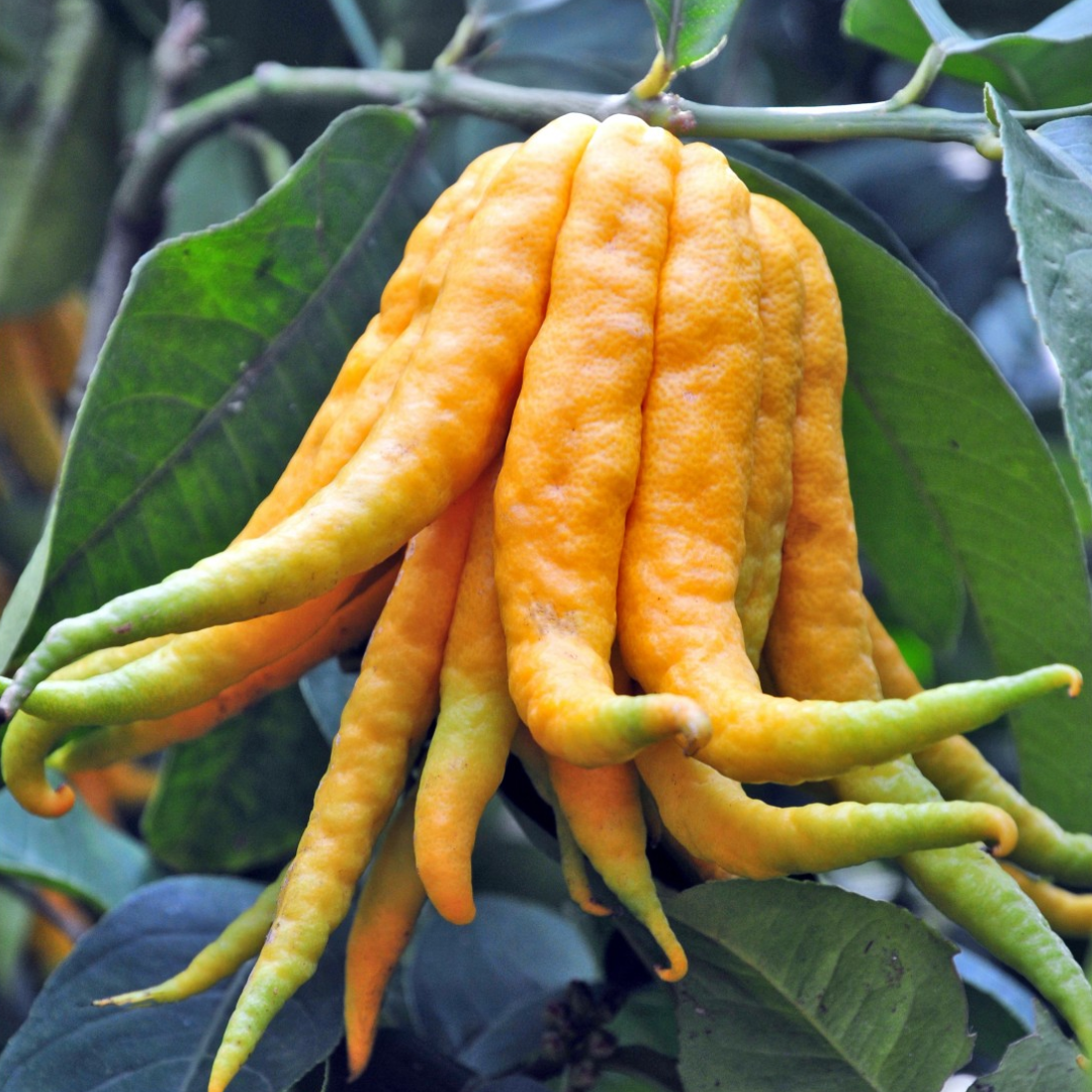 Citrus Lemon - Buddha's Hand Lemon - Hybrid Fruit Plant