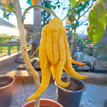 Citrus Lemon - Buddha's Hand Lemon - Hybrid Fruit Plant