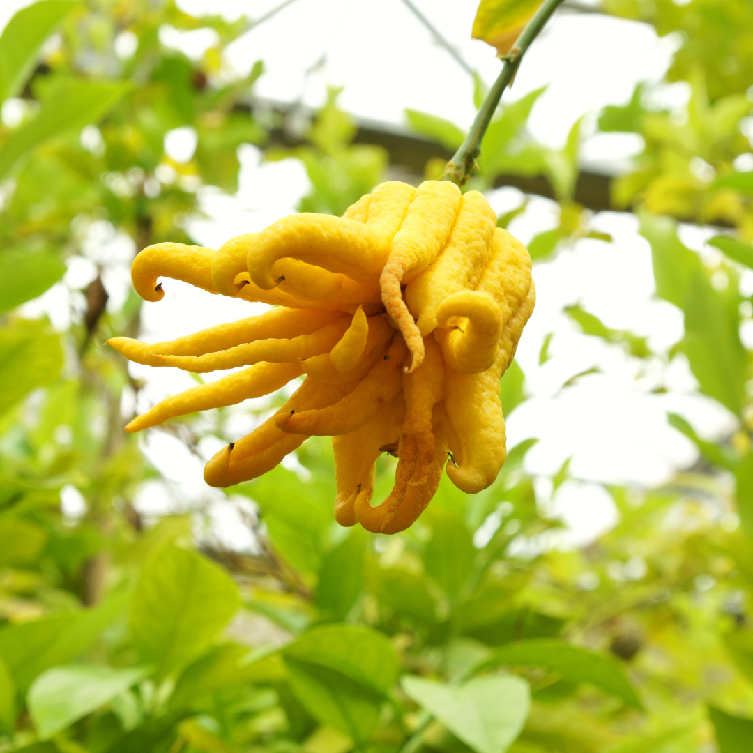 Citrus Lemon - Buddha's Hand Lemon - Hybrid Fruit Plant