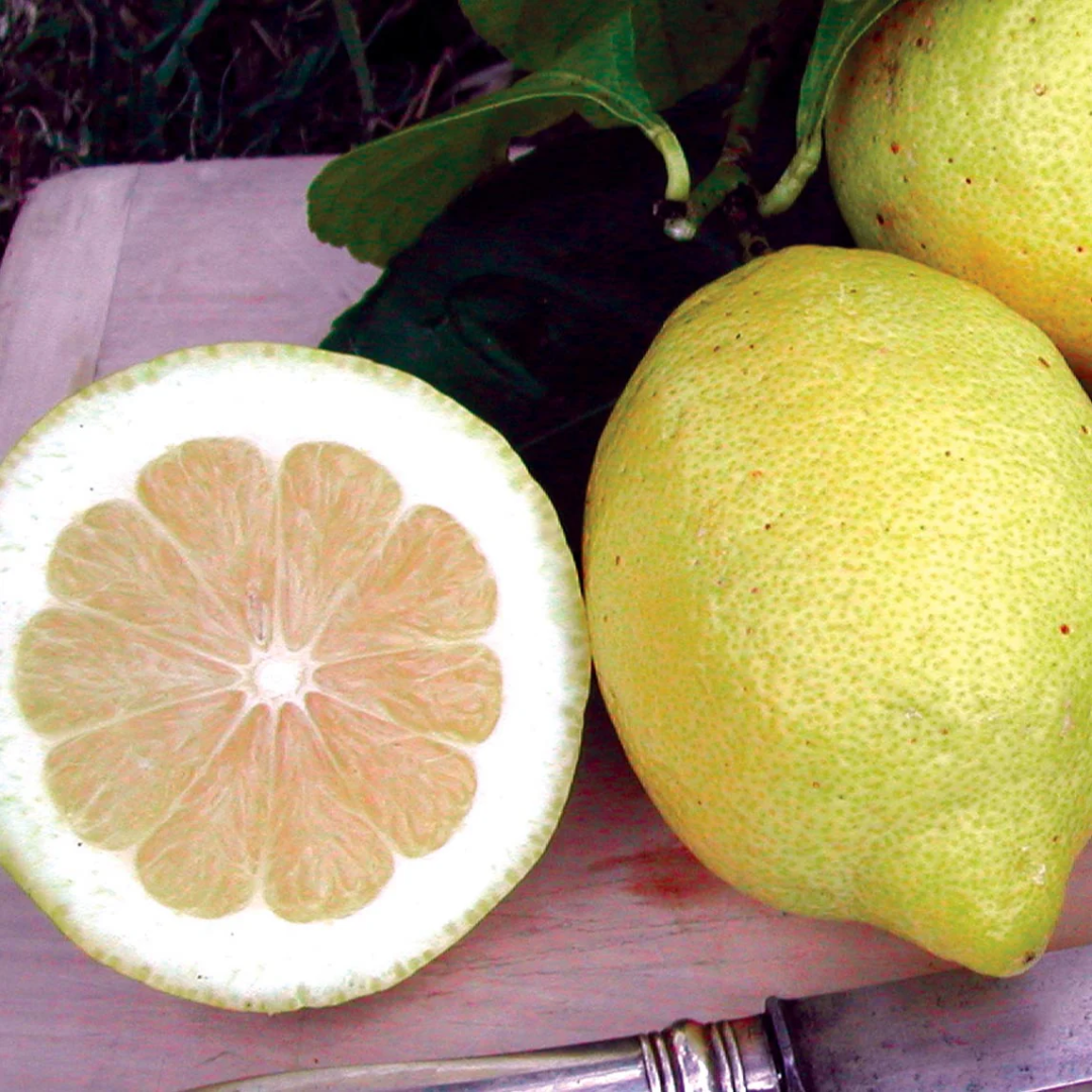 Citrus Lemon - Eureka Lemon - Hybrid Fruit Plant