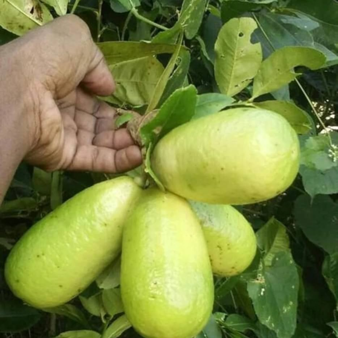 Citrus Lemon - Gandharaj Lemon - Hybrid Fruit Plant