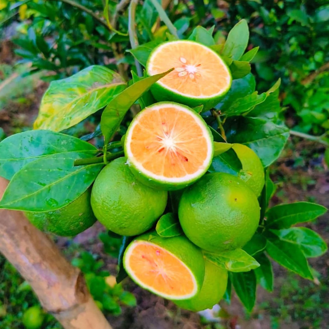 Citrus Lemon - Malta Lemon - Hybrid Fruit Plant