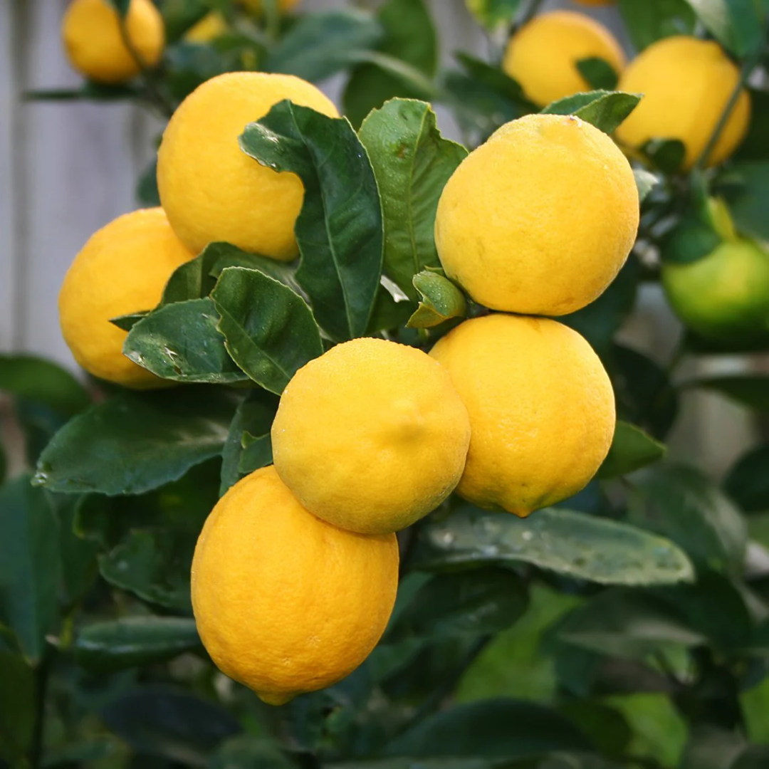 Citrus Lemon - Meyer Lemon - Hybrid Fruit Plant