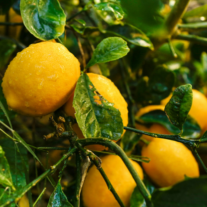 Citrus Lemon - Meyer Lemon - Hybrid Fruit Plant