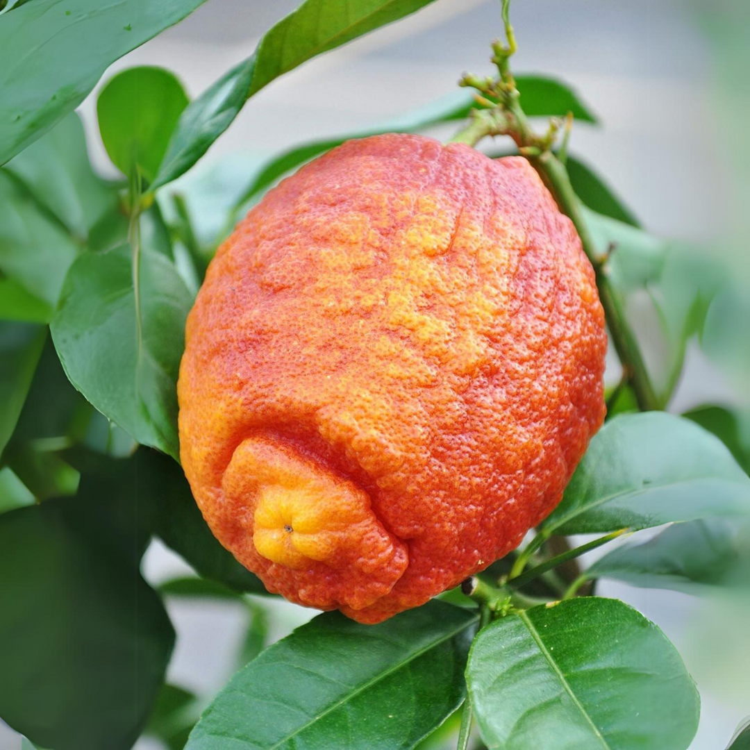 Citrus Lemon - Red Lemon - Hybrid Fruit Plant