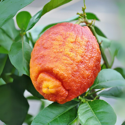 Citrus Lemon - Red Lemon - Hybrid Fruit Plant